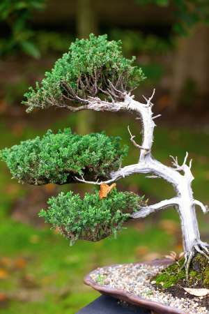 beautiful juniper bonsai  in a botanical garden