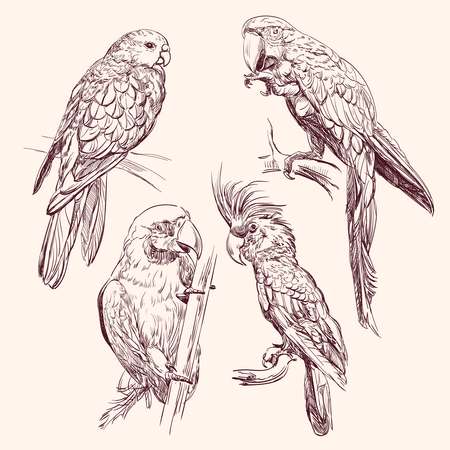 Parrot  collection   vector llustration