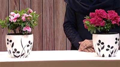 گیاه آزالیا ( آموزش به زبان آذری )