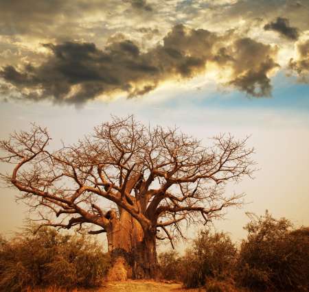 Baobab