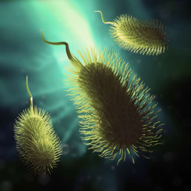 Bacteria