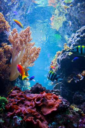 Underwater scene with fish, coral reef