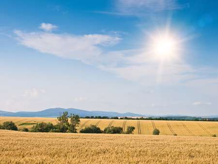 wheat land background