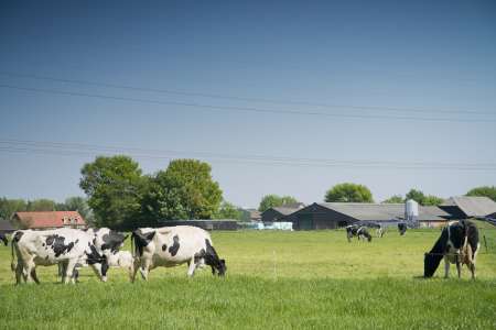 cow on a farm