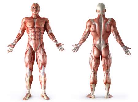 anatomy, muscles