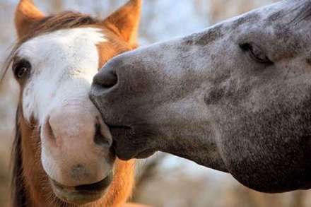 عشق و محبت در میان حیوانات