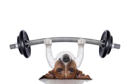 personal trainer dog