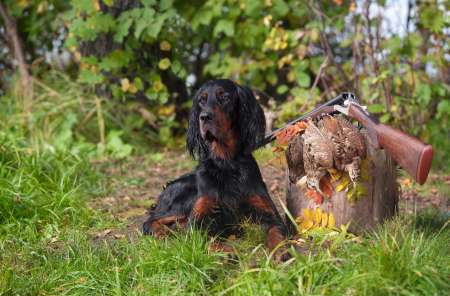 Gun dog near to shot-gun and trophy, outdoors