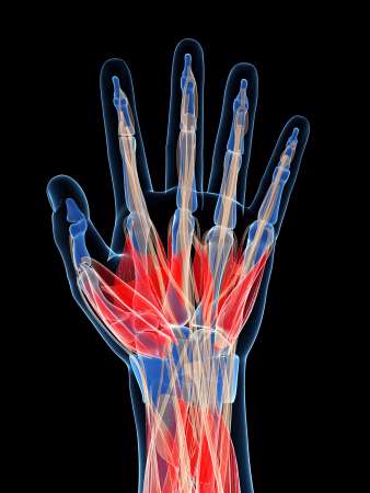 3d rendered illustration of the human hand muscles