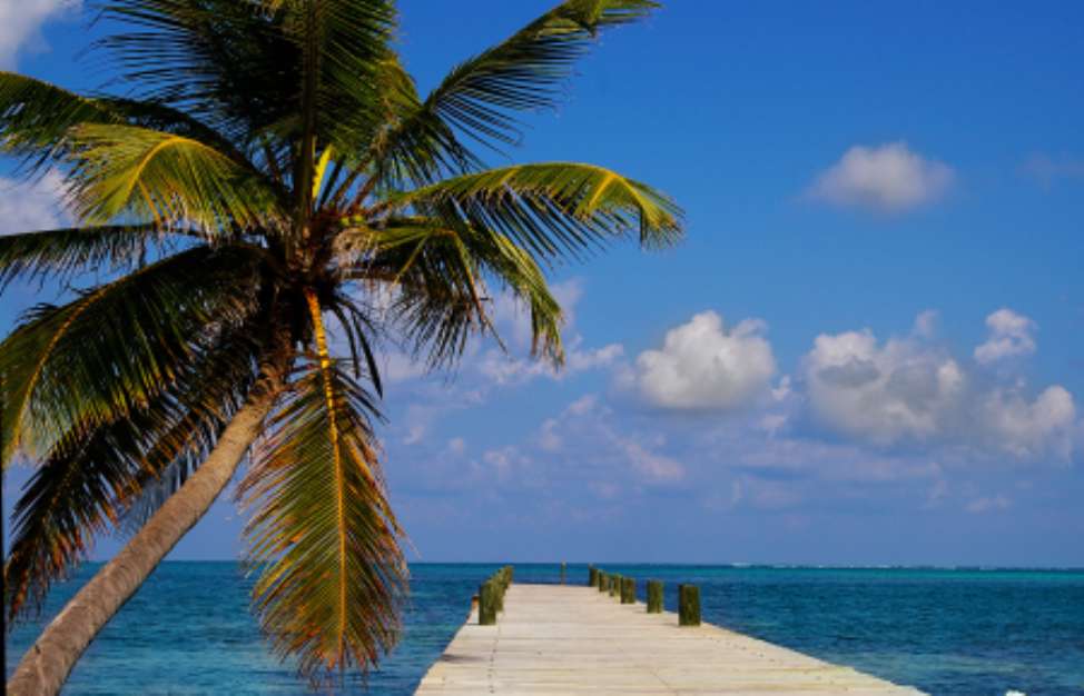 palm tree and dock in clear blue tropical water( in Belize)
