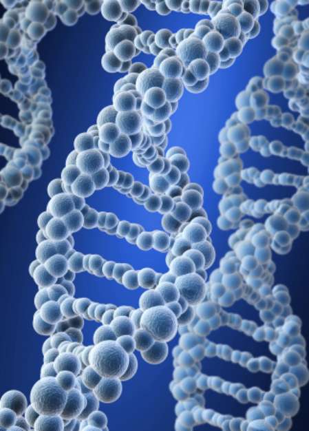 DNA