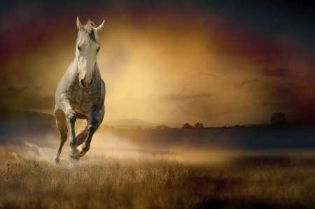 White horse in sunset
