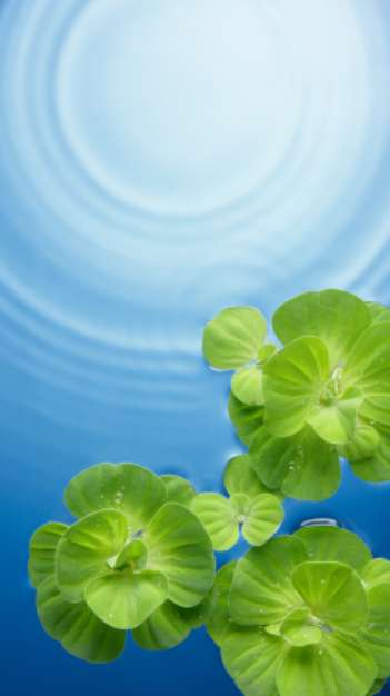green plants on water