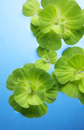 plants floating on water
