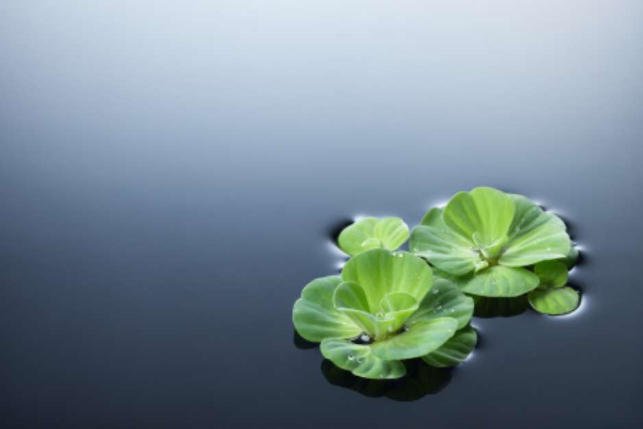 plants and water