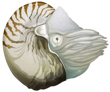 Nautilus shell