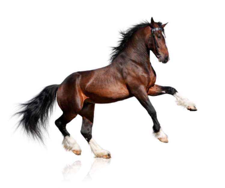 Bay horse isolated on white background