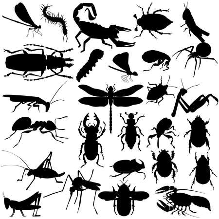 Big set of different insects and spiders