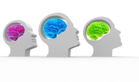 Brain