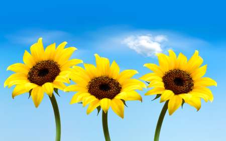 Nature background with three yellow sunflowers. Vector