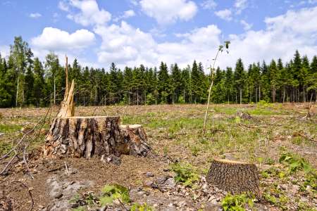 tree stumps and felled forest