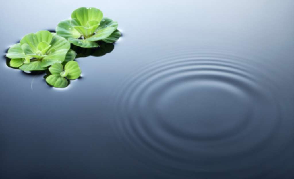 plants on water with ripples