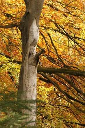 خلق مجسمه های چوبی شگفت آور با اره برقی