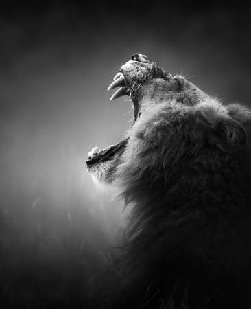 Lion displaying dangerous teeth