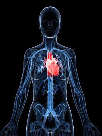 3d rendered illustration of the female heart