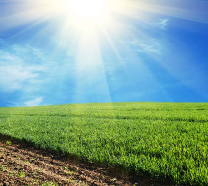 Green field