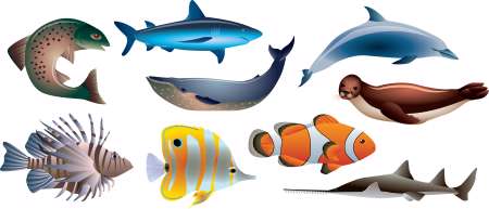 fishes and marine life photo-realistic vector set