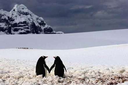 عشق و محبت در میان حیوانات