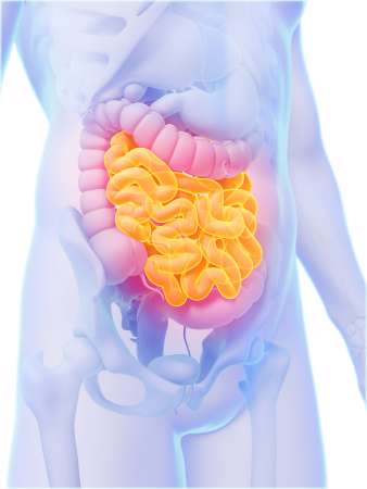 3d rendered illustration - small intestine