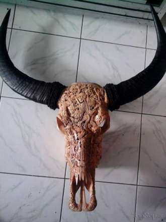 منبت کاری روی جمجمه