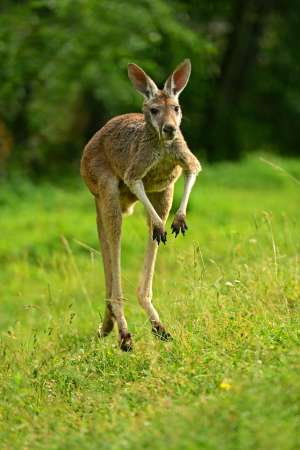 Kangaroo