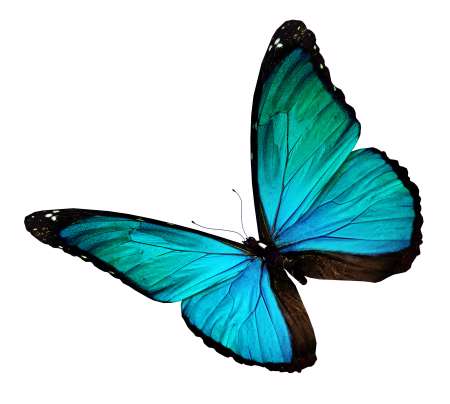 Turquoise butterfly, isolated on white