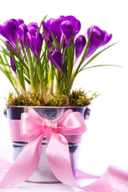 Art Beautiful spring flowers