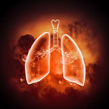 Schematic illustration of human lungs