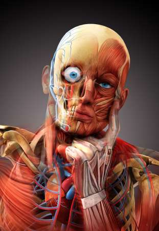 anatomy concept