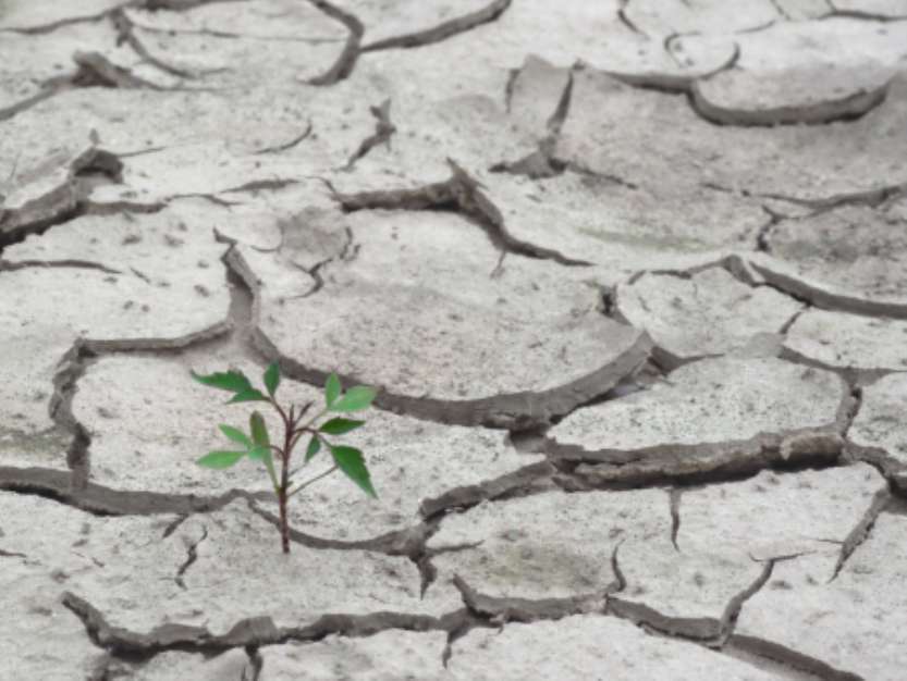 Lonely plant penetrating dry clay 