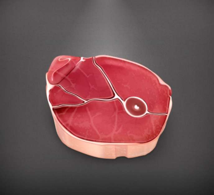 Steak meat vector