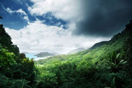 jungle of seychelles island