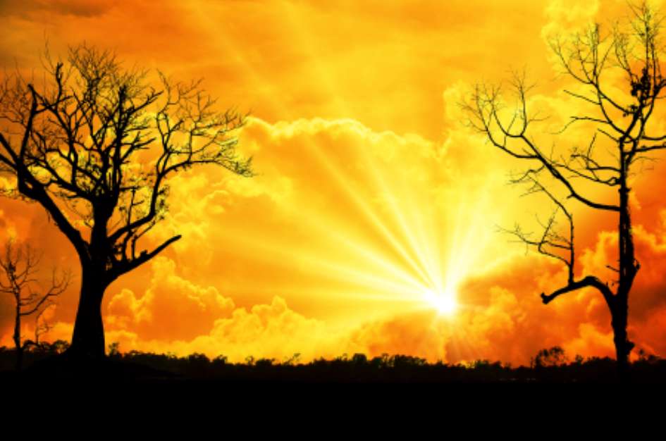 sunset with a trees silhouette