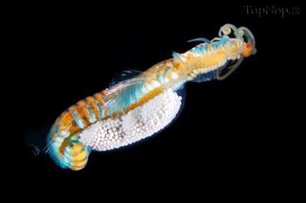 عکاسی شگفت انگیز از کرم های دریایی