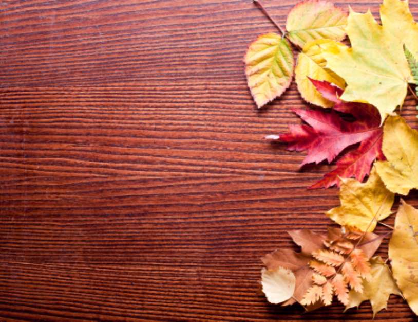 Autumn leaves.