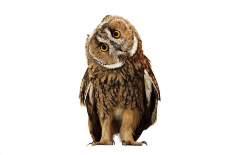 owl isolated on white background