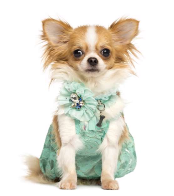 Chihuahua wearing a green dress sitting, looking at the camera