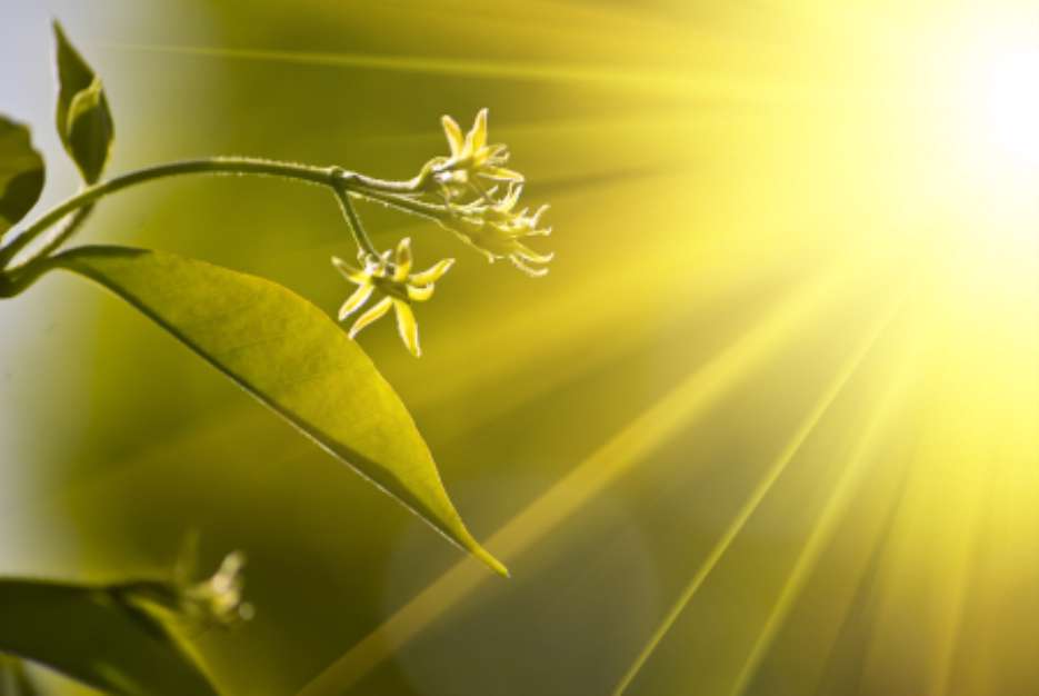 sprout under the sun