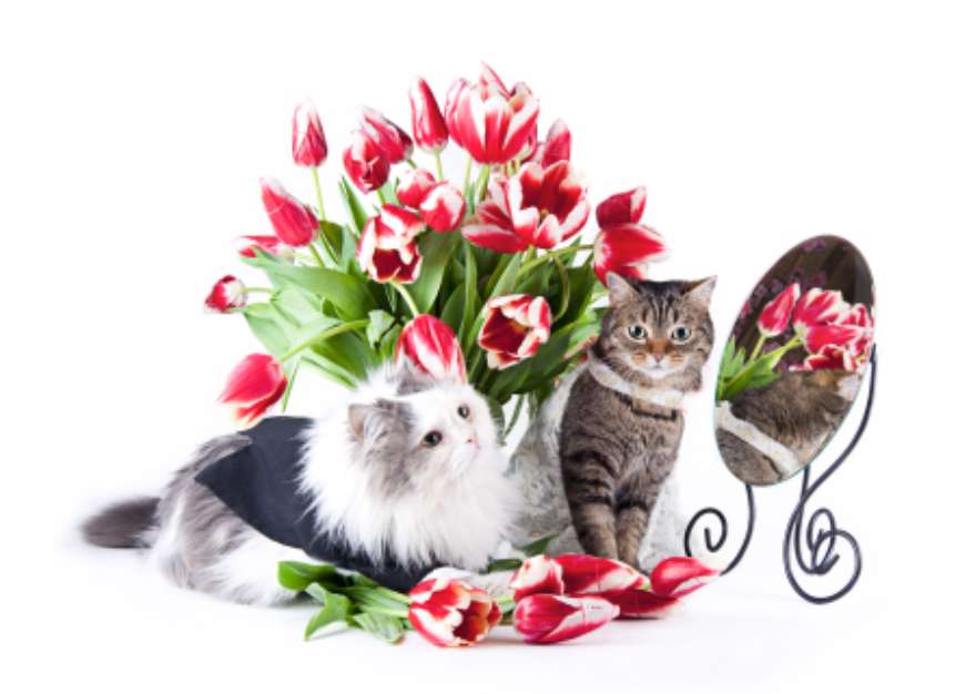 Cats love