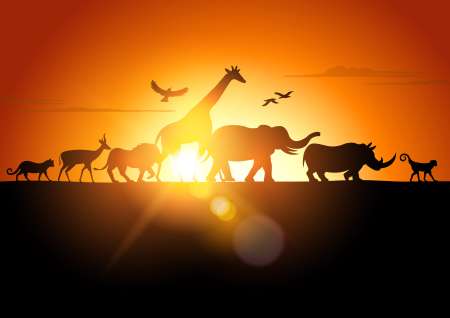 Sunset Safari